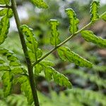 Dryopteris carthusiana Foglia