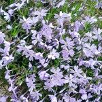 Phlox subulata Buveinė