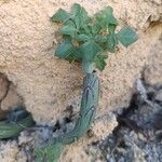 Senecio articulatus Rinde