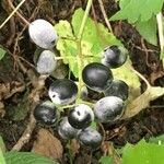 Actaea rubra Fruchs