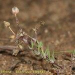 Spergularia echinosperma Habitus