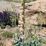 Penstemon palmeri Flor