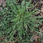 Centaurea diffusa Hábito