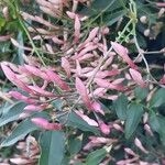 Jasminum polyanthum Цветок