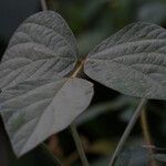 Calopogonium mucunoides Leaf