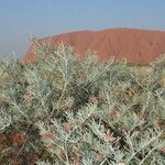 Eremophila latrobei