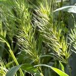 Elymus virginicus Flower