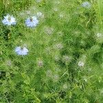 Nigella damascena Vekstform