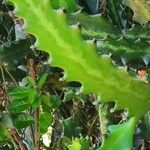 Euphorbia lactea Leaf