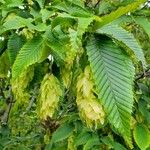 Carpinus japonica Leaf