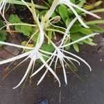Hymenocallis fragrans Flower