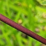 Mikania micrantha چھال