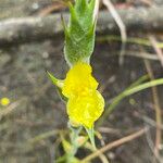 Philydrum lanuginosum Flower