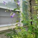 Trichostema dichotomum Flower