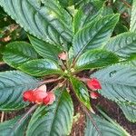 Impatiens auricoma Blomst