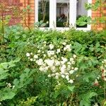 Rosa multiflora Alkat (teljes növény)