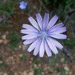 Lactuca perennis Flower