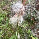 Andropogon bicornis Flower