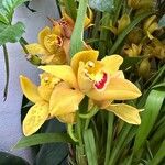 Cymbidium devonianum Квітка