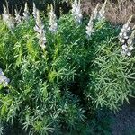 Lupinus angustifolius Libunga
