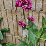 Valeriana lecoqii Λουλούδι
