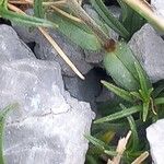 Cerastium alpinum Leaf