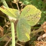 Trifolium angustifolium Likasa