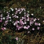 Phlox speciosa Hábito