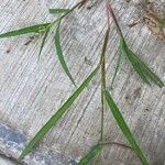 Echinochloa colonum Folla