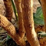 Calotropis procera Bark