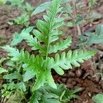 Doryopteris concolorFolha