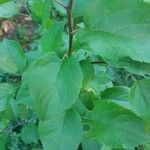 Prunus domestica Folha