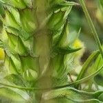 Prunella laciniata Fula