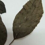 Tabebuia fluviatilis Other