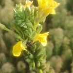 Oenothera parviflora Fleur