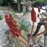 Rhus typhina Frucht