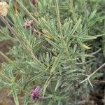 Lavandula pedunculata Folha