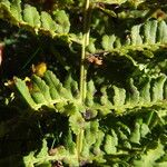 Dryopteris submontana Leaf