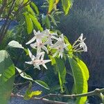 Kopsia singapurensis Цветок