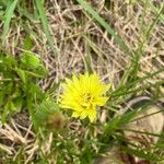 Pyrrhopappus carolinianus Flower