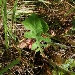 Urospermum picroides Feuille