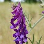 Vicia villosaÇiçek