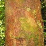 Matayba stenodictya Corteza