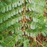 Albizia adianthifolia Delienn