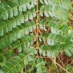 Albizia adianthifolia 葉