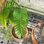 Entada elephantina Leaf