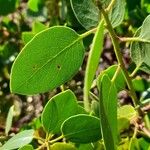 Arctostaphylos patula 葉