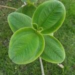 Tibouchina urvilleana Leaf