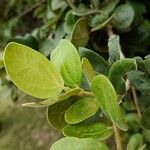 Strychnos madagascariensis Leaf