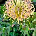 Leucospermum cordifolium Flor